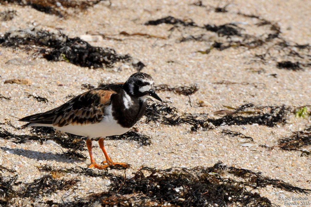 Ruddy Turnstone