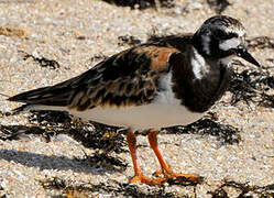 Ruddy Turnstone