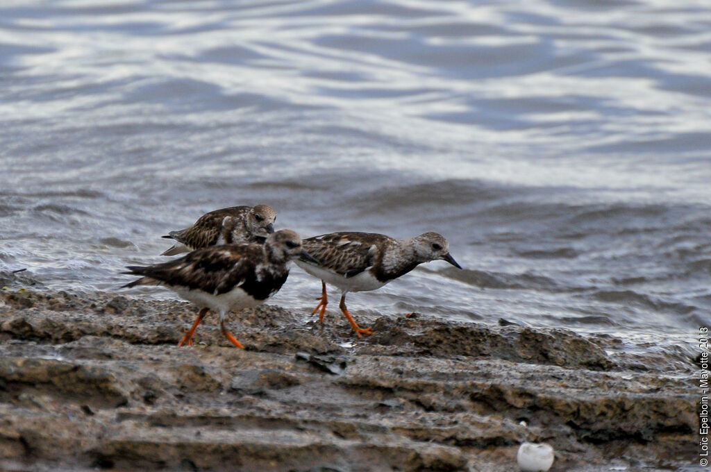 Ruddy Turnstone