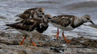 Ruddy Turnstone