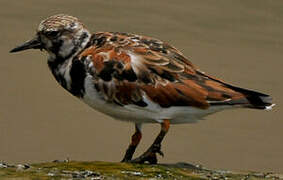 Ruddy Turnstone