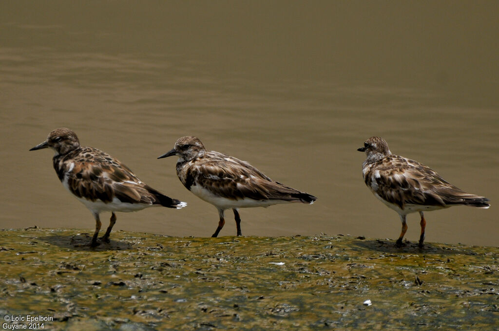 Ruddy Turnstone