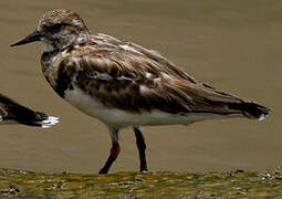 Ruddy Turnstone