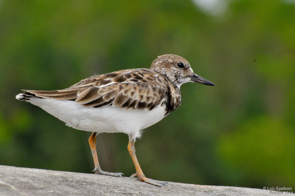 Ruddy Turnstone