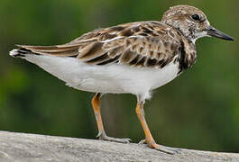 Ruddy Turnstone