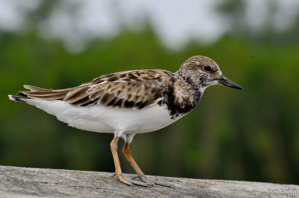 Ruddy Turnstone