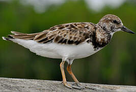 Ruddy Turnstone
