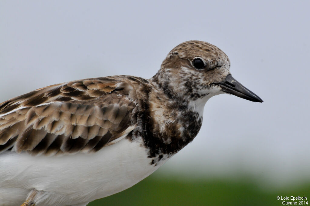 Ruddy Turnstone