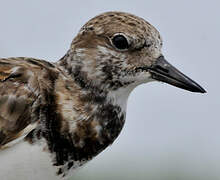 Ruddy Turnstone