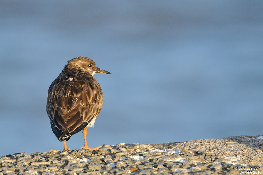 Ruddy Turnstone