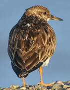 Ruddy Turnstone