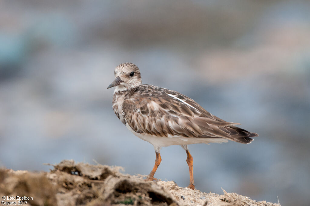 Ruddy Turnstone