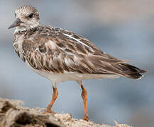 Ruddy Turnstone