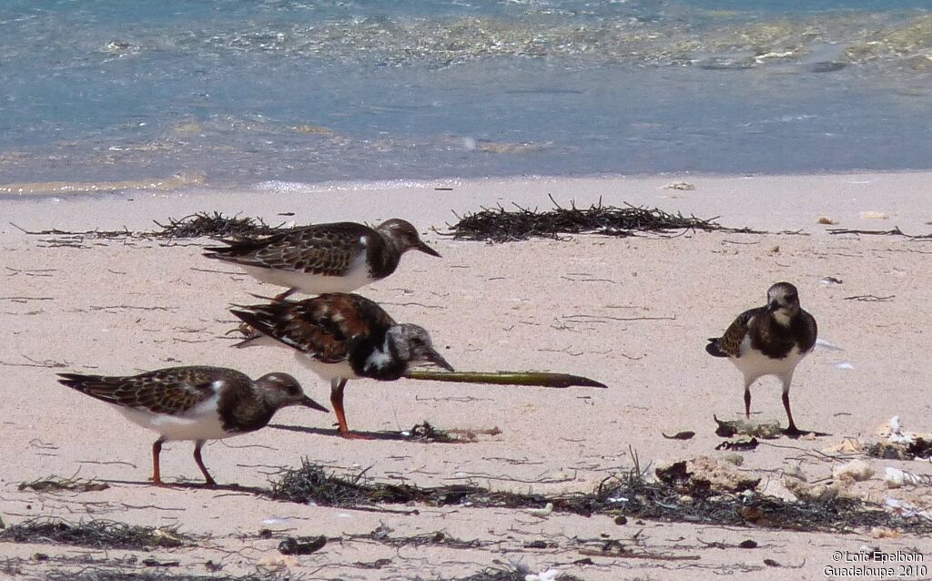 Ruddy Turnstone