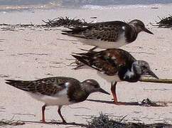 Ruddy Turnstone