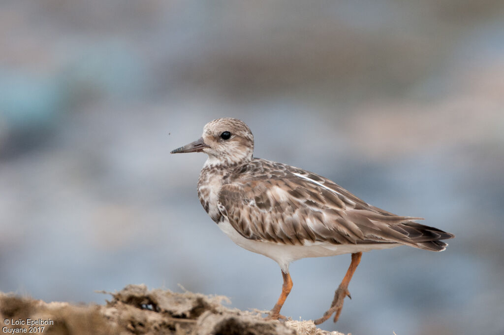 Ruddy Turnstone