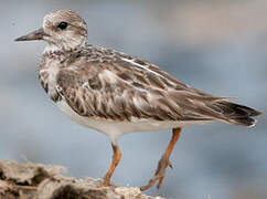 Ruddy Turnstone