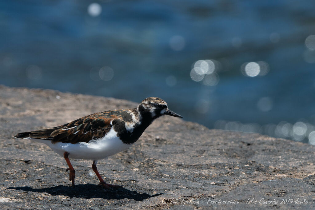 Ruddy Turnstone