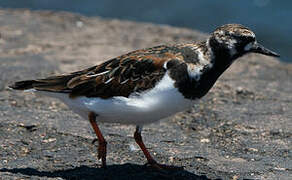 Ruddy Turnstone