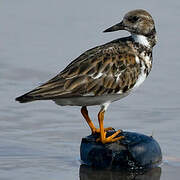 Ruddy Turnstone