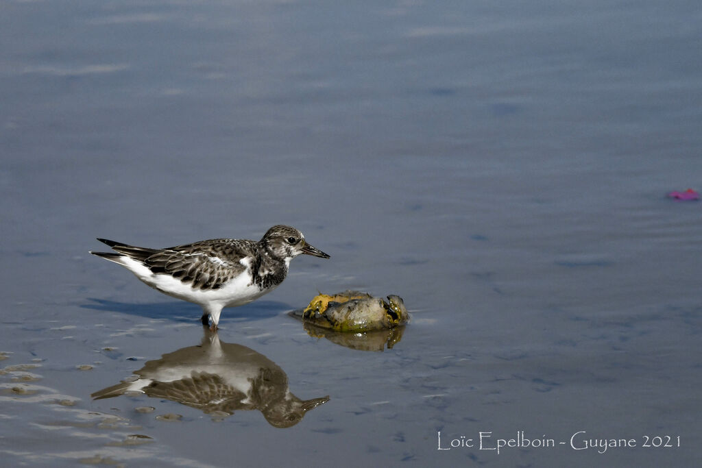 Ruddy Turnstone