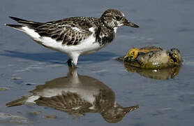 Ruddy Turnstone