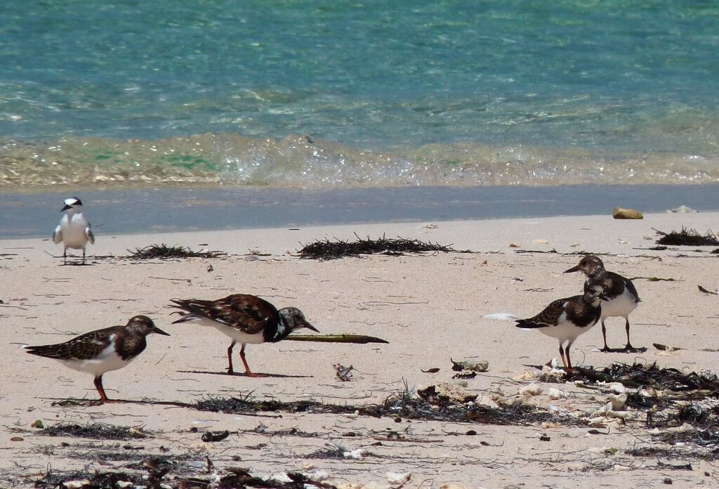 Ruddy Turnstone