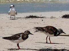 Ruddy Turnstone