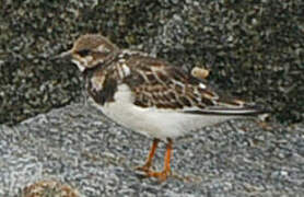 Ruddy Turnstone