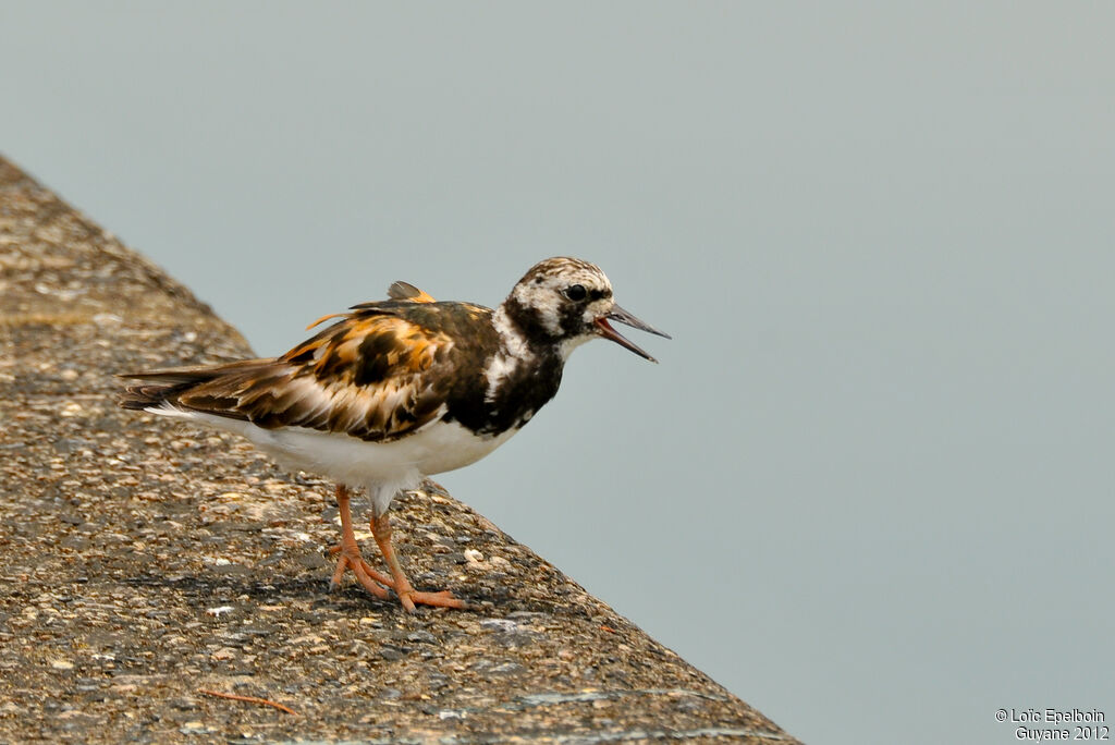 Ruddy Turnstone