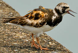 Ruddy Turnstone