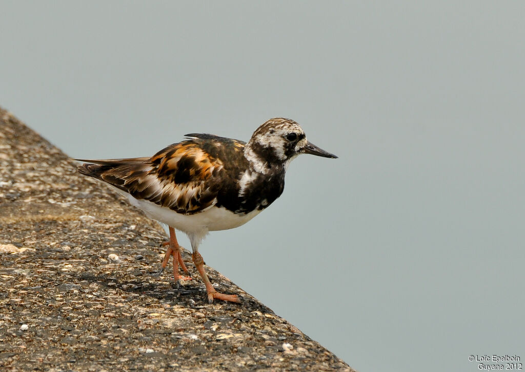 Ruddy Turnstone