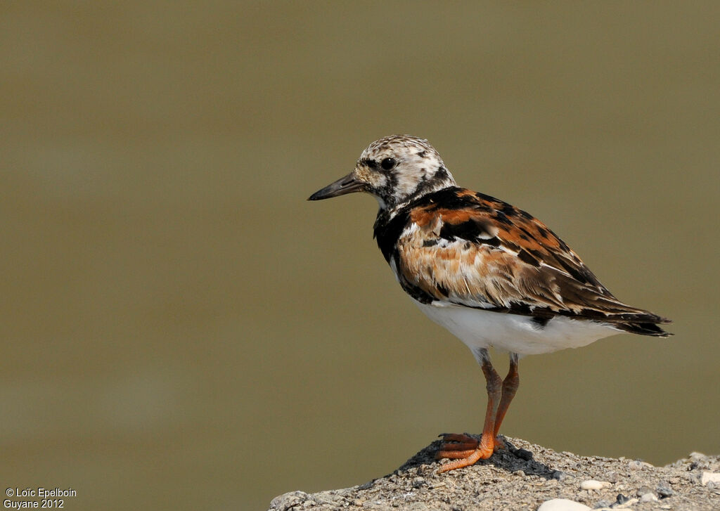 Ruddy Turnstone