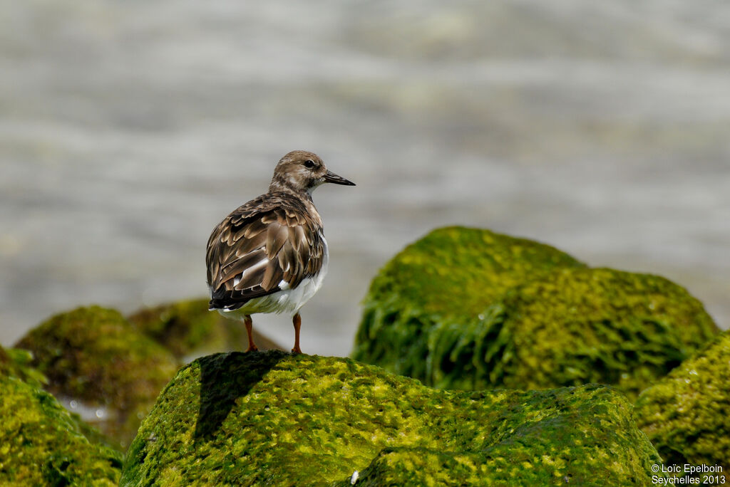 Ruddy Turnstone