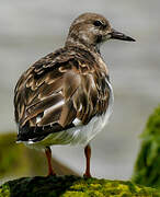 Ruddy Turnstone