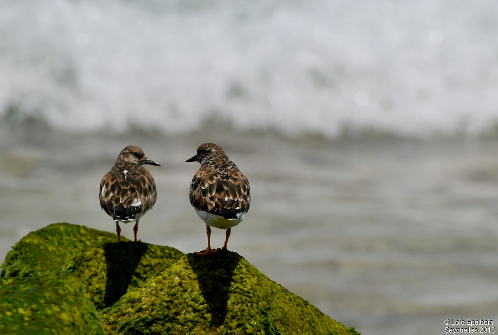 Ruddy Turnstone