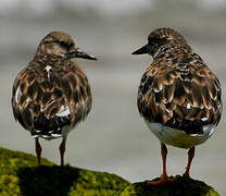 Ruddy Turnstone