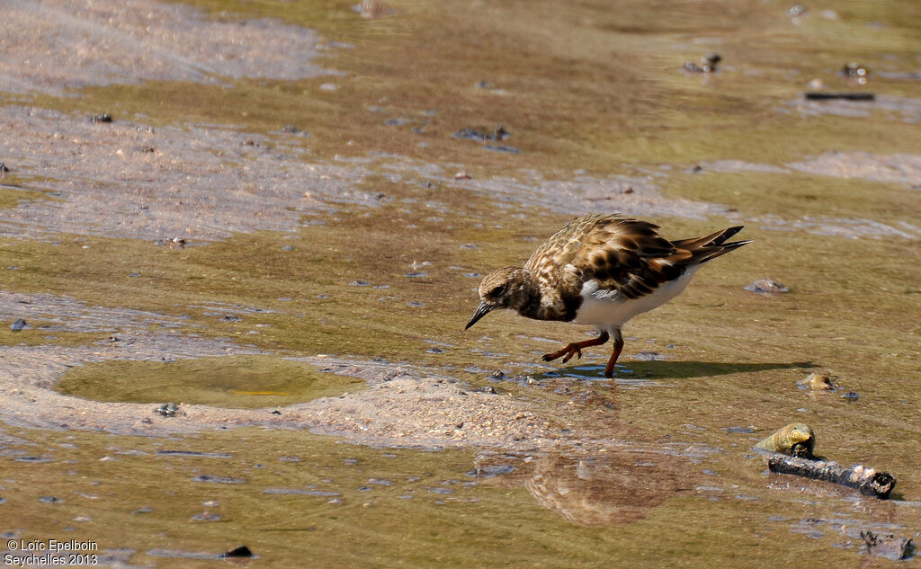 Ruddy Turnstone