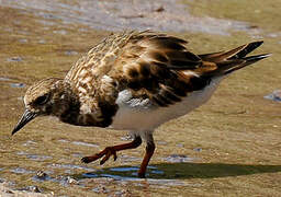 Ruddy Turnstone