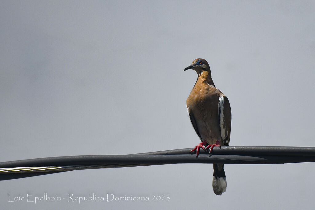 White-winged Dove