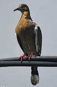 White-winged Dove