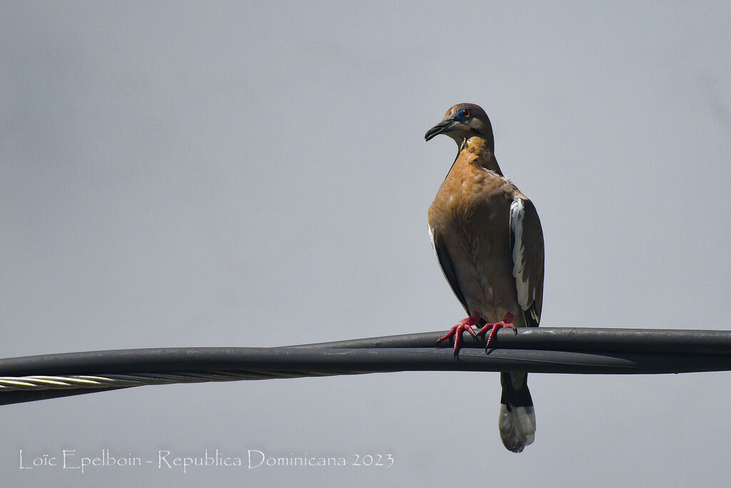 White-winged Dove