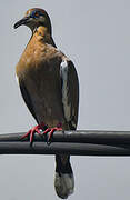 White-winged Dove