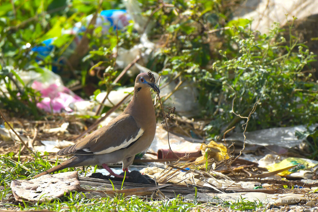 White-winged Dove