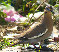 White-winged Dove