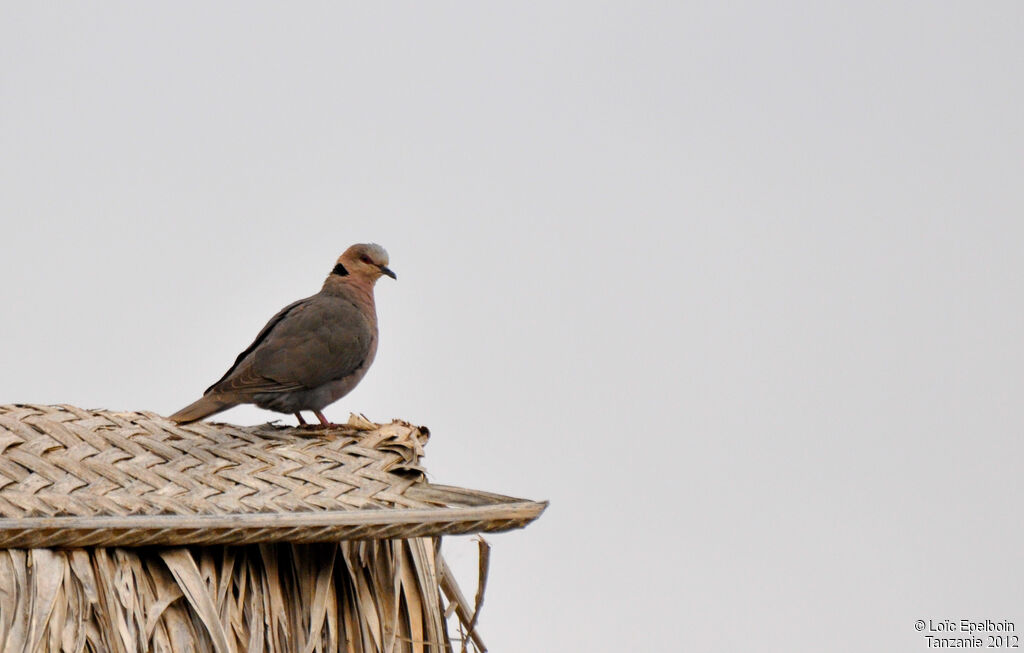 Red-eyed Dove