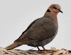 Red-eyed Dove