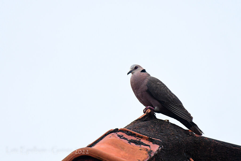 Red-eyed Dove