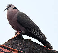 Red-eyed Dove