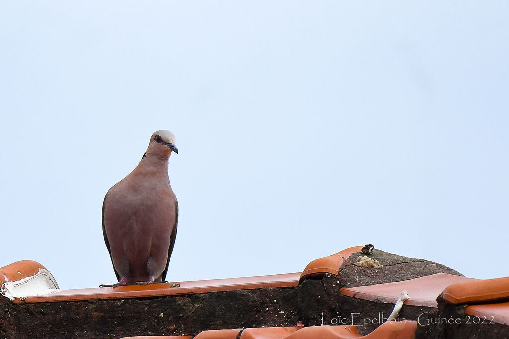 Red-eyed Dove